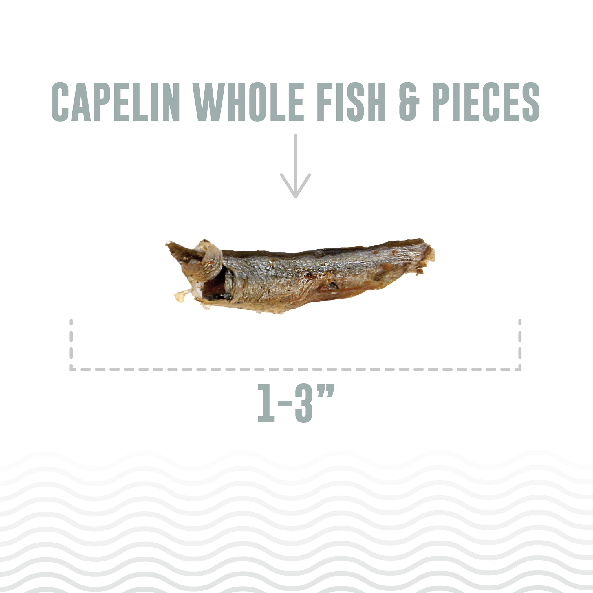 Capelin Fish For Cats