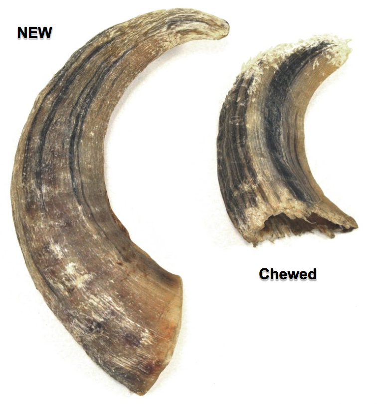 Lamb horn dog sales chew