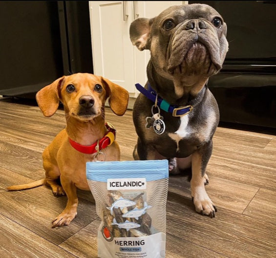 Two small cute dogs posing with a package of herring whole fish dog treats.